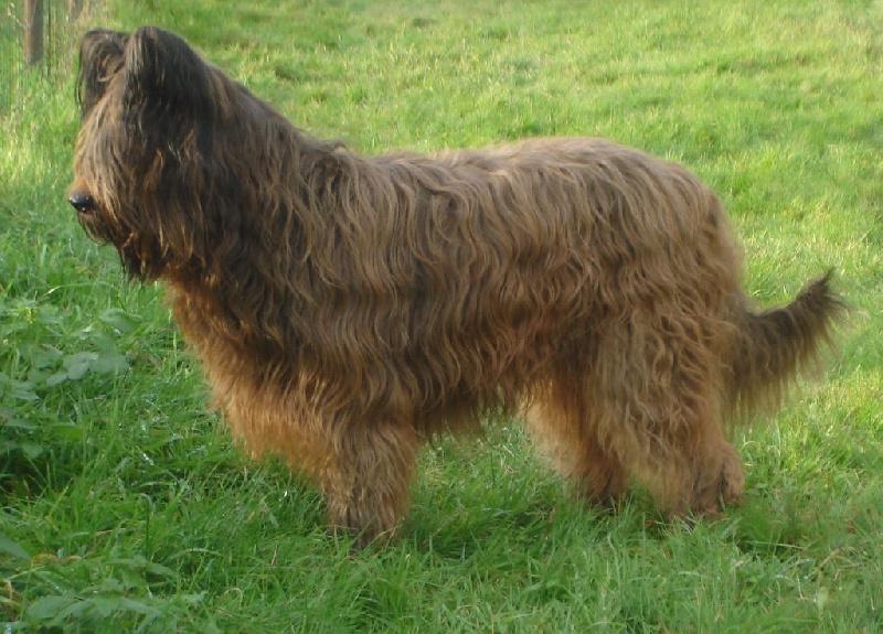 Samy Du clos de la croix de fer