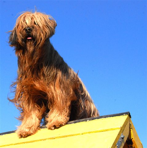  DIADEM'S  ADORE L'AGILITY,  SES FILLES AUSSI..